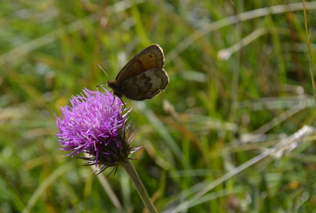 Erebia pronoe?